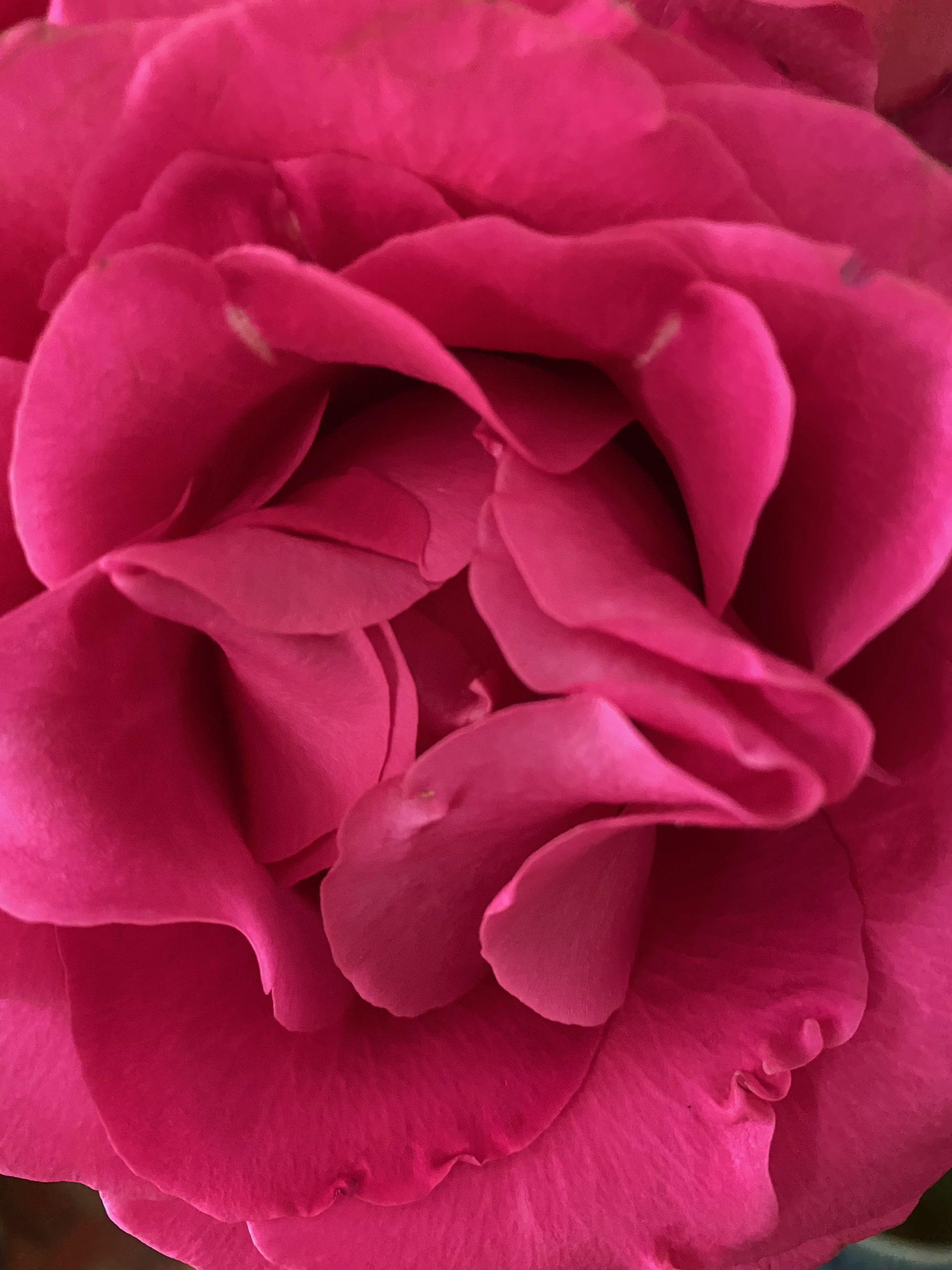 Red Rose In Multiflora Rose Bush