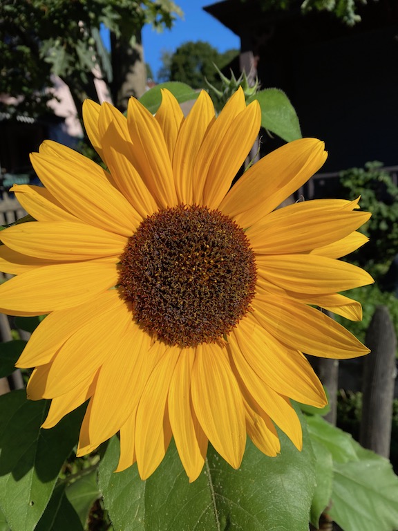 Sunflower Spirit Copy