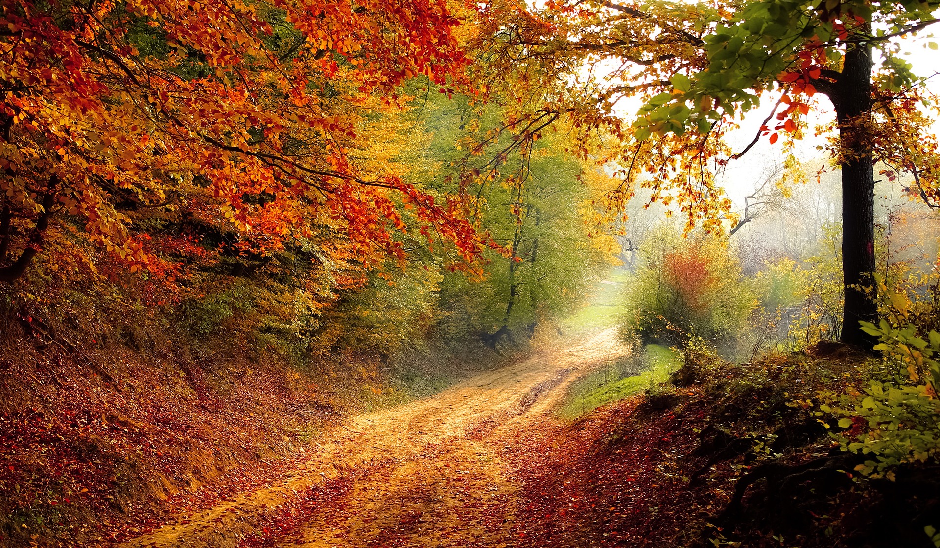 Autumn Road 