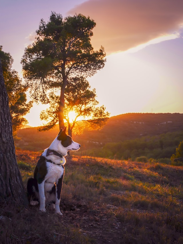 Dog looking out across mountains at sunset