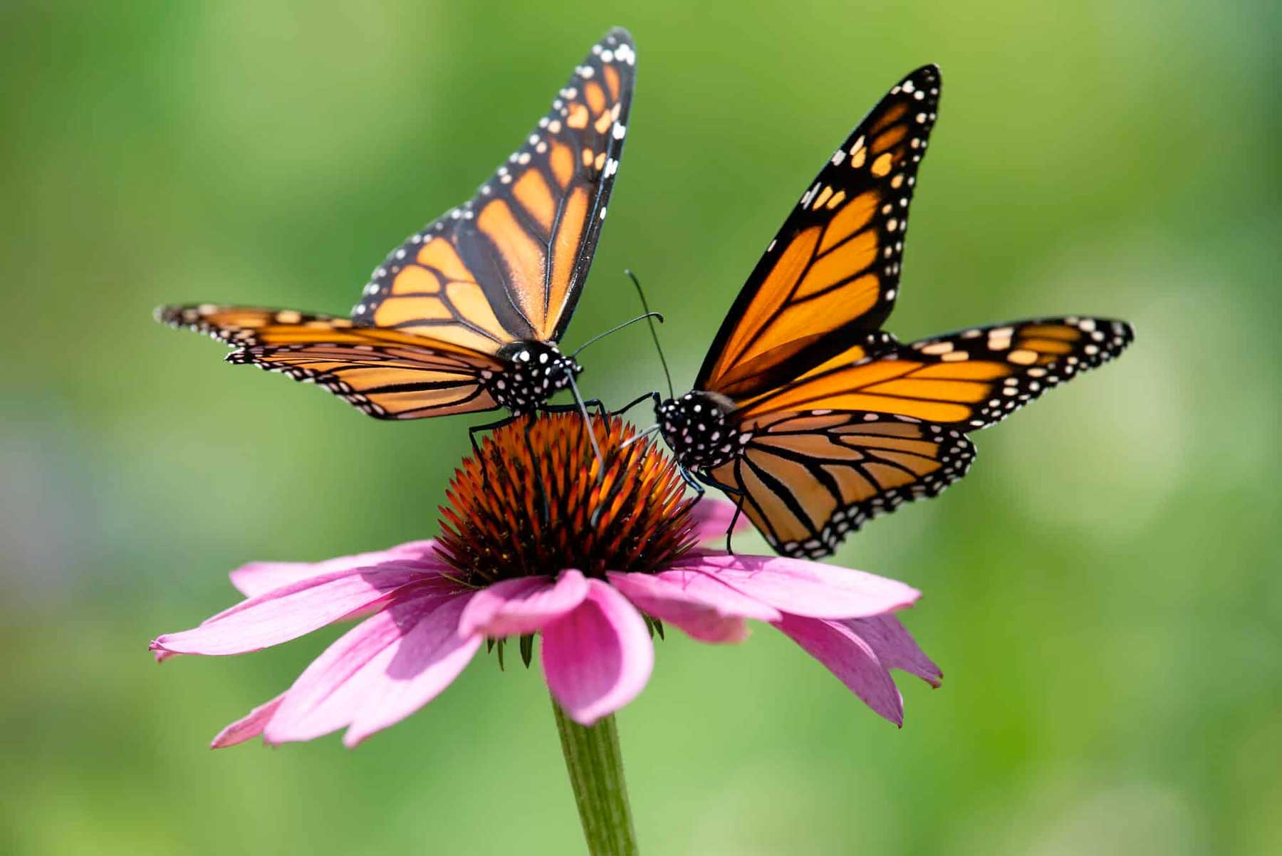 Monarch butterflies alight on an echinacea flower