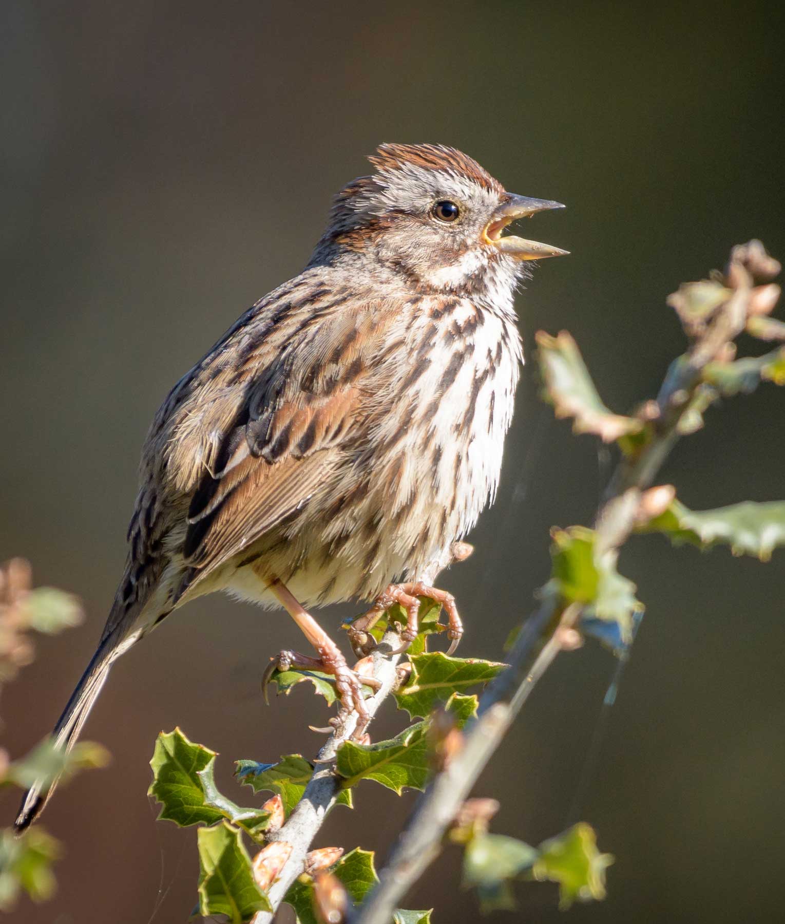 Song sparrow. Photo by Becky Matsubara, Wikimedia Commons.