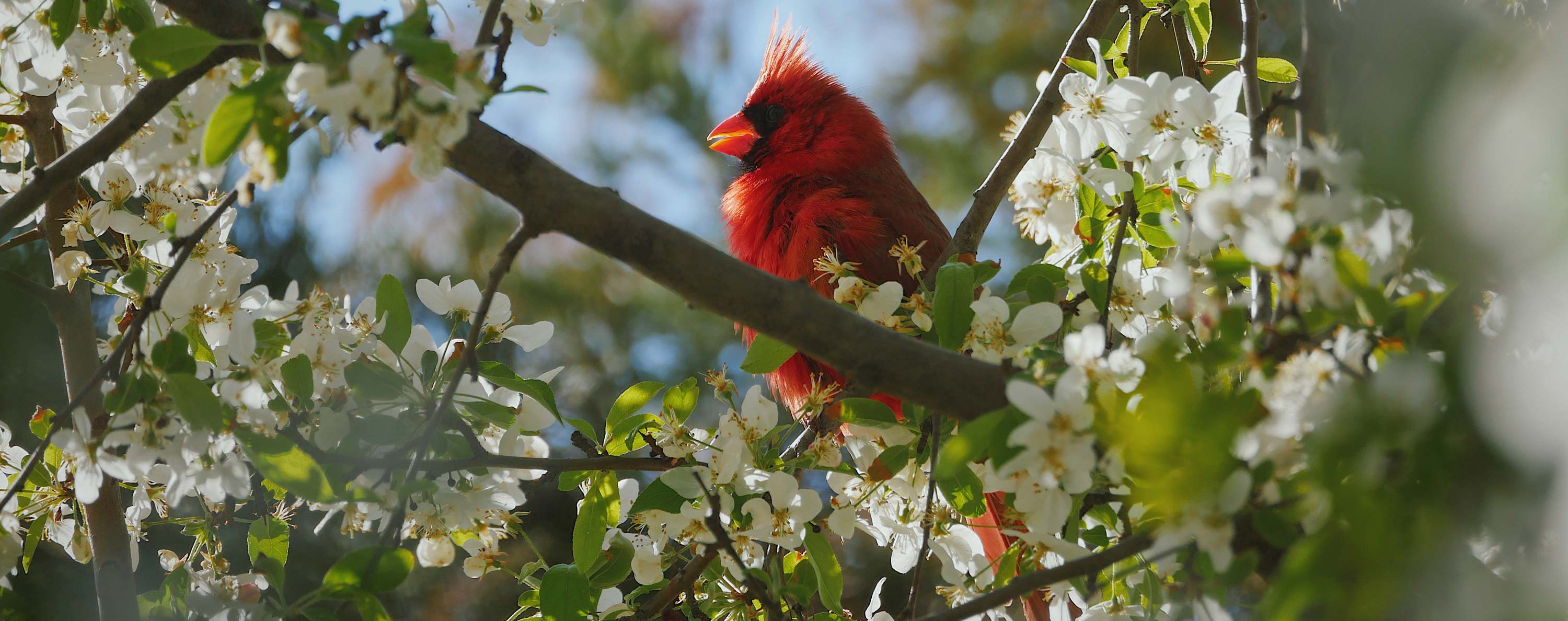 Cardinal. Photo by Kyle Johnston on Unsplash.