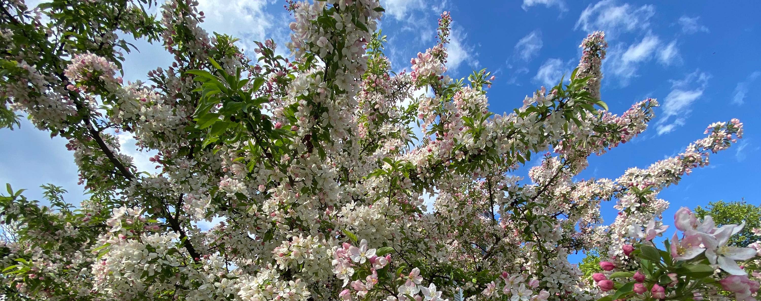 Karin's Apple Blossoms